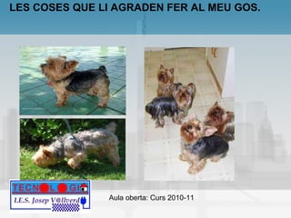LES COSES QUE LI AGRADEN FER AL MEU GOS. 