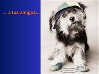 …  a tus amigos...   