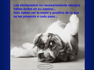 Los afortunados no necesariamente siempre hallan éxitos en su camino... Solo saben ver lo mejor y positivo de lo que se les presenta a cada paso... 
