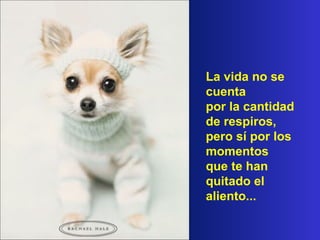 La vida no se
cuenta
por la cantidad
de respiros,
pero sí por los
momentos
que te han
quitado el
aliento...
 