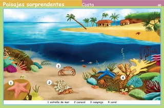 Paisajes sorprendentes                                      Costa                                  60




                                            3


                                                                                            4
                      1              2




                                     1 estrella de mar   2 caracol   3 cangrejo   4 coral


2o preescolar | interiores.indd 60                                                              2/15/10 12:40:00 PM
 