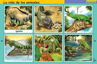 La vida de los animales
43 43
iguana
preescolar tercer grado 7/23/08 10:14 PM Page 43
 