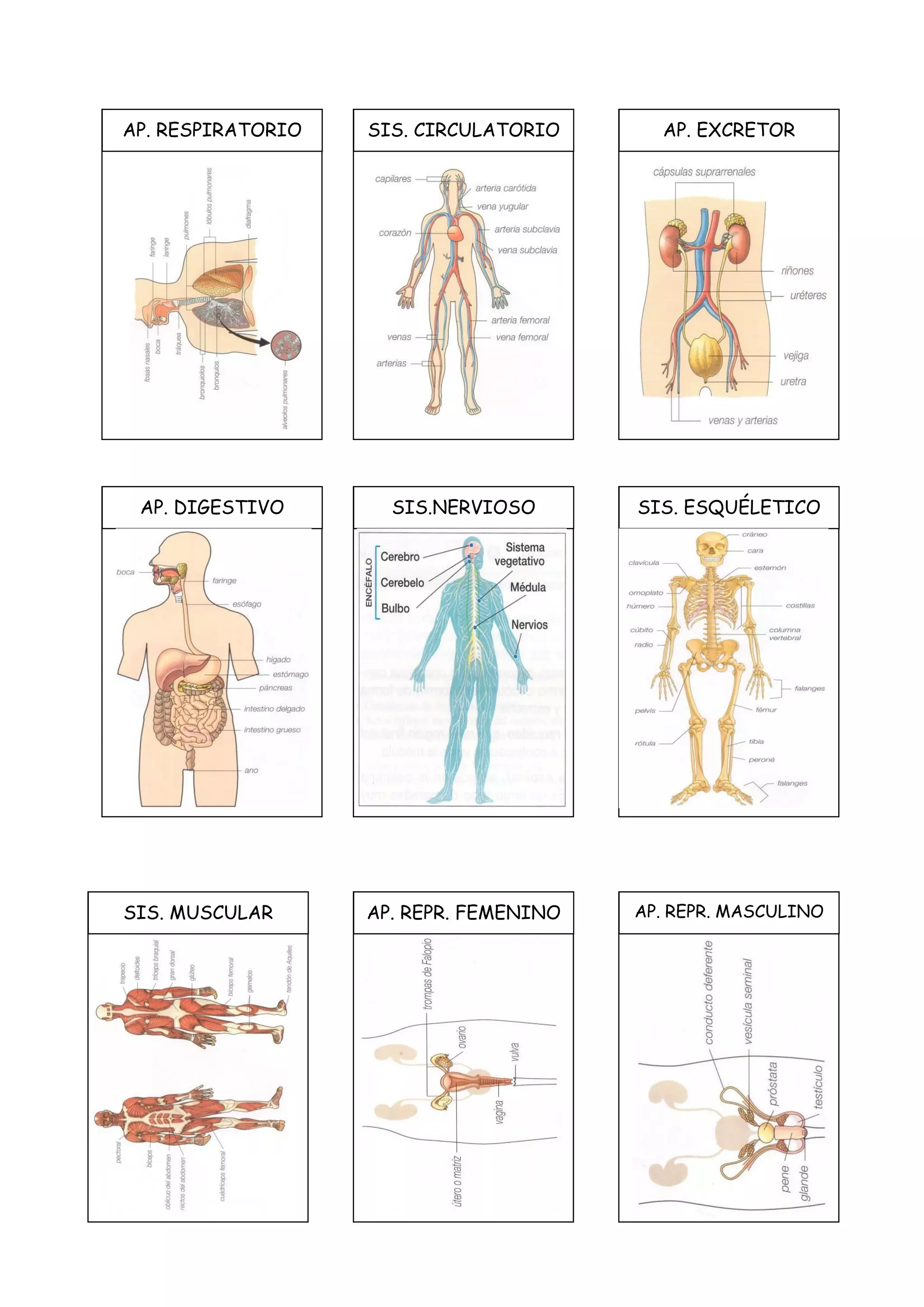 AP. DIGESTIVO
AP. RESPIRATORIO SIS. CIRCULATORIO AP. EXCRETOR
SIS. ESQUÉLETICOSIS.NERVIOSO
AP. REPR. MASCULINOAP. REPR. FEMENINOSIS. MUSCULAR
 