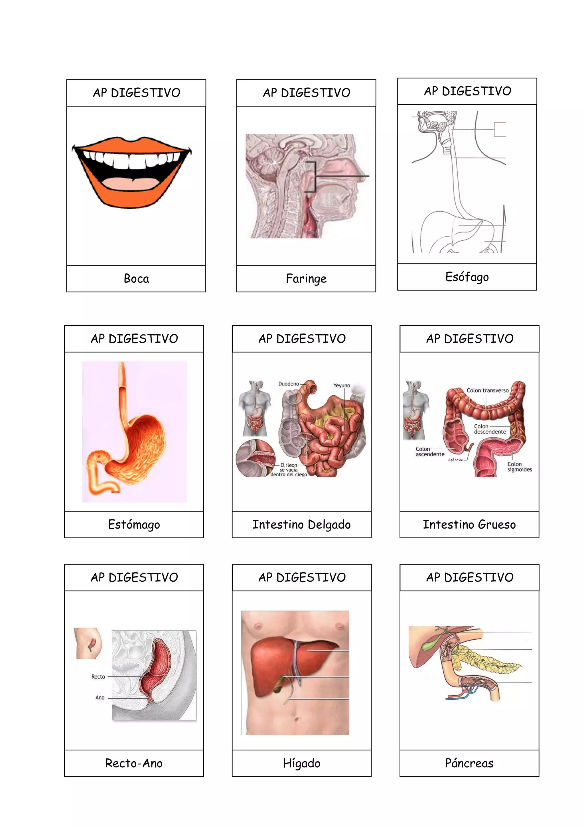 AP DIGESTIVO
Hígado
AP DIGESTIVO
Páncreas
AP DIGESTIVO
Estómago
AP DIGESTIVO
Intestino Grueso
AP DIGESTIVO
Intestino Delgado
AP DIGESTIVO
Esófago
AP DIGESTIVO
Faringe
AP DIGESTIVO
Boca
AP DIGESTIVO
Recto-Ano
 