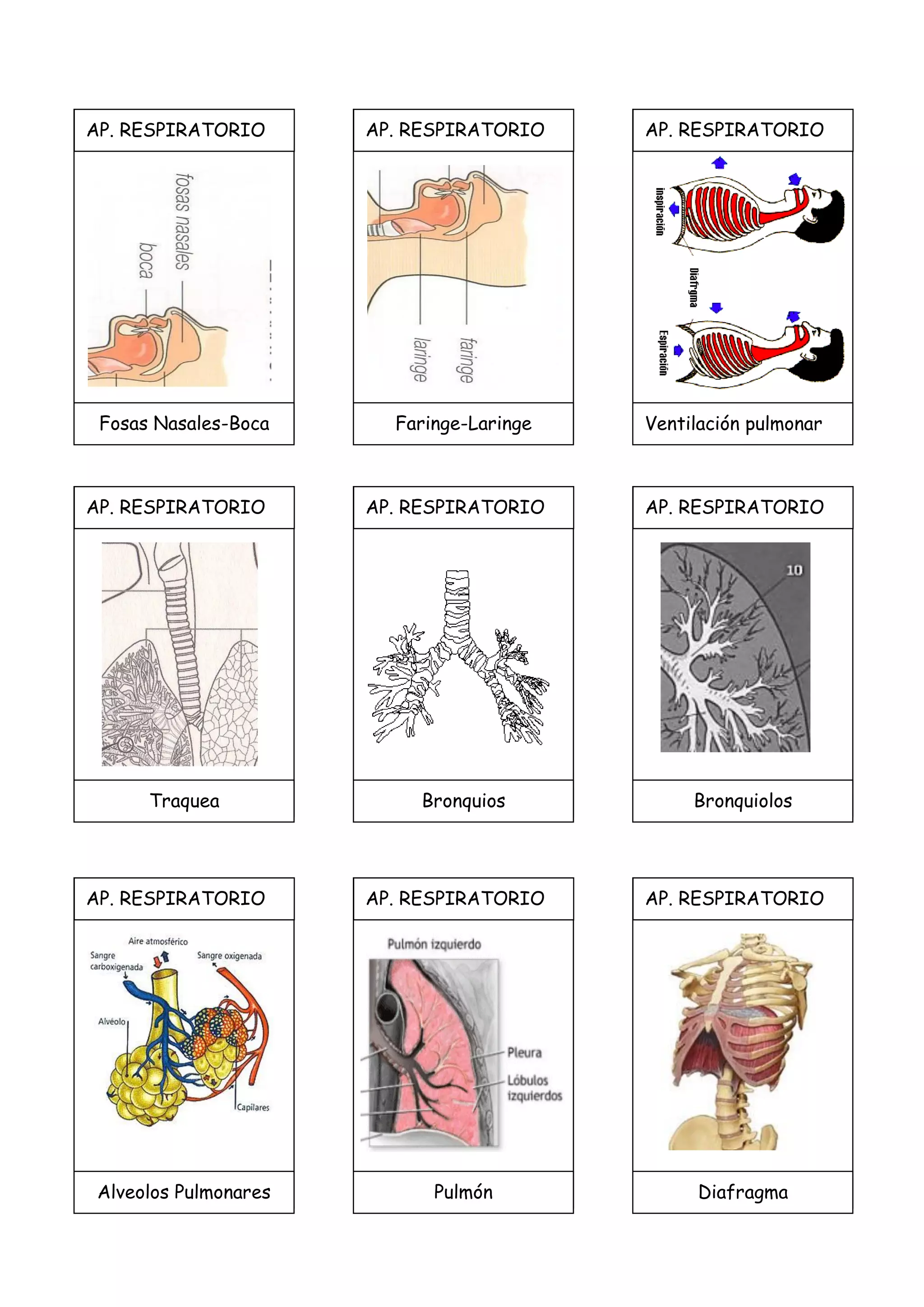 AP. RESPIRATORIO
Fosas Nasales-Boca
AP. RESPIRATORIO
Faringe-Laringe
AP. RESPIRATORIO
Traquea
AP. RESPIRATORIO
Bronquios
AP. RESPIRATORIO
Ventilación pulmonar
AP. RESPIRATORIO
Bronquiolos
AP. RESPIRATORIO
Diafragma
AP. RESPIRATORIO
Pulmón
AP. RESPIRATORIO
Alveolos Pulmonares
 