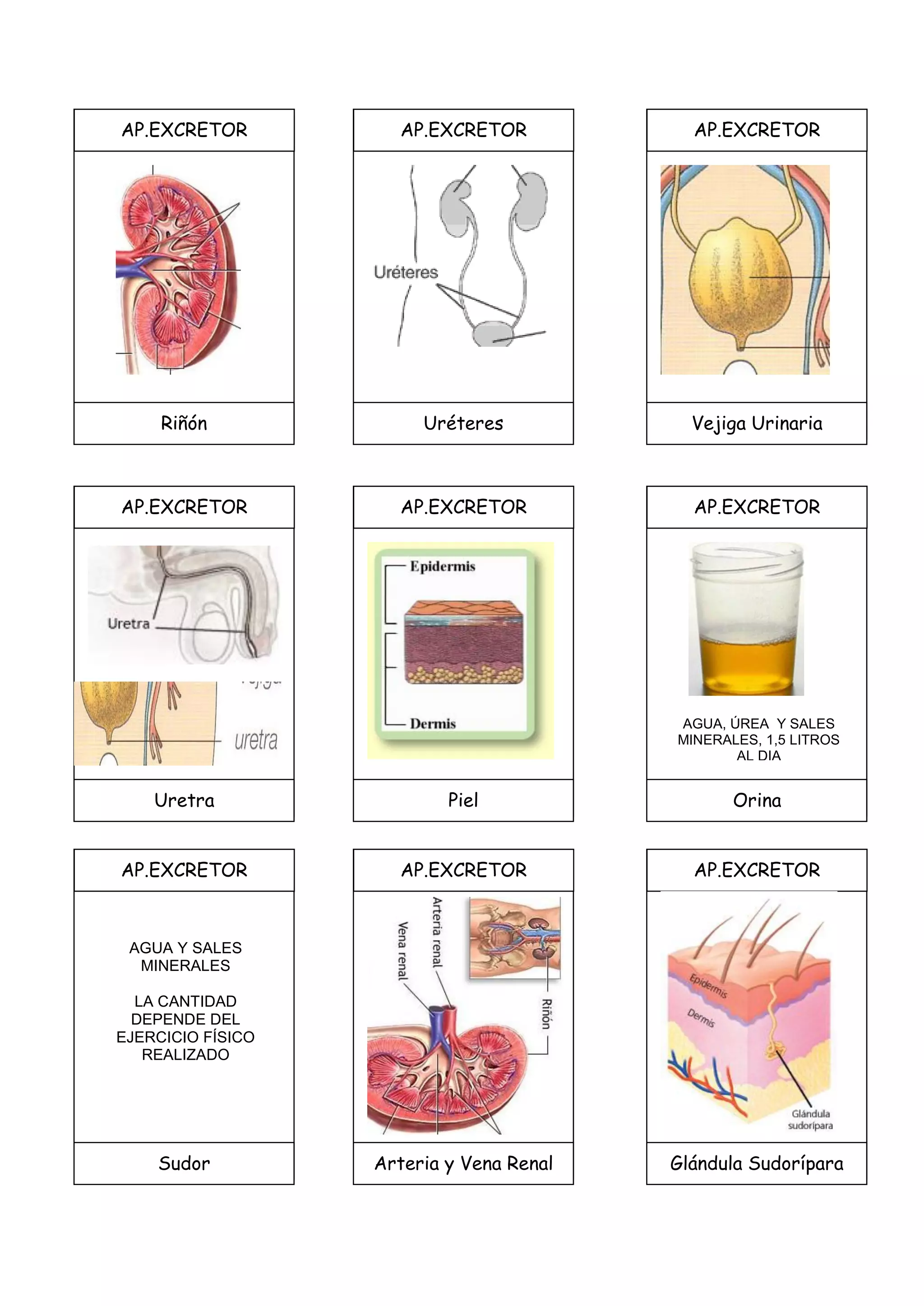 AP.EXCRETOR
Riñón
AP.EXCRETOR
Uretra
AP.EXCRETOR
Uréteres
AP.EXCRETOR
Piel
AP.EXCRETOR
Vejiga Urinaria
AP.EXCRETOR
Orina
AP.EXCRETOR
Glándula Sudorípara
AP.EXCRETOR
Arteria y Vena Renal
AP.EXCRETOR
Sudor
AGUA, ÚREA Y SALES
MINERALES, 1,5 LITROS
AL DIA
AGUA Y SALES
MINERALES
LA CANTIDAD
DEPENDE DEL
EJERCICIO FÍSICO
REALIZADO
 