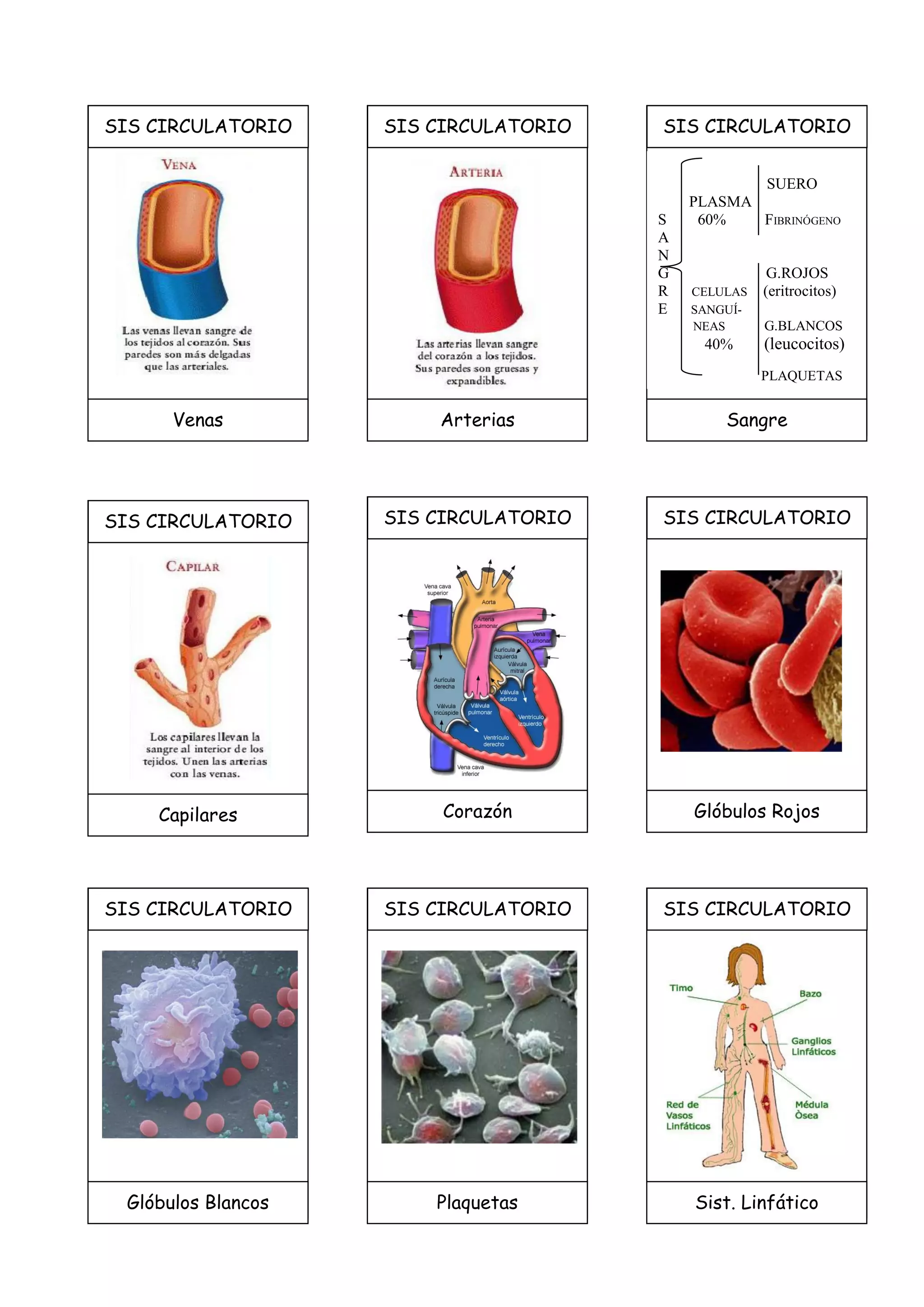 SIS CIRCULATORIO
Venas
SIS CIRCULATORIO
Arterias
SIS CIRCULATORIO
Sangre
SIS CIRCULATORIO
Capilares
SIS CIRCULATORIO
Corazón
SIS CIRCULATORIO
Glóbulos Rojos
SIS CIRCULATORIO
Glóbulos Blancos
SIS CIRCULATORIO
Plaquetas
SIS CIRCULATORIO
Sist. Linfático
SUERO
PLASMA
S 60% FIBRINÓGENO
A
N
G G.ROJOS
R CELULAS (eritrocitos)
E SANGUÍ-
NEAS G.BLANCOS
40% (leucocitos)
PLAQUETAS
 