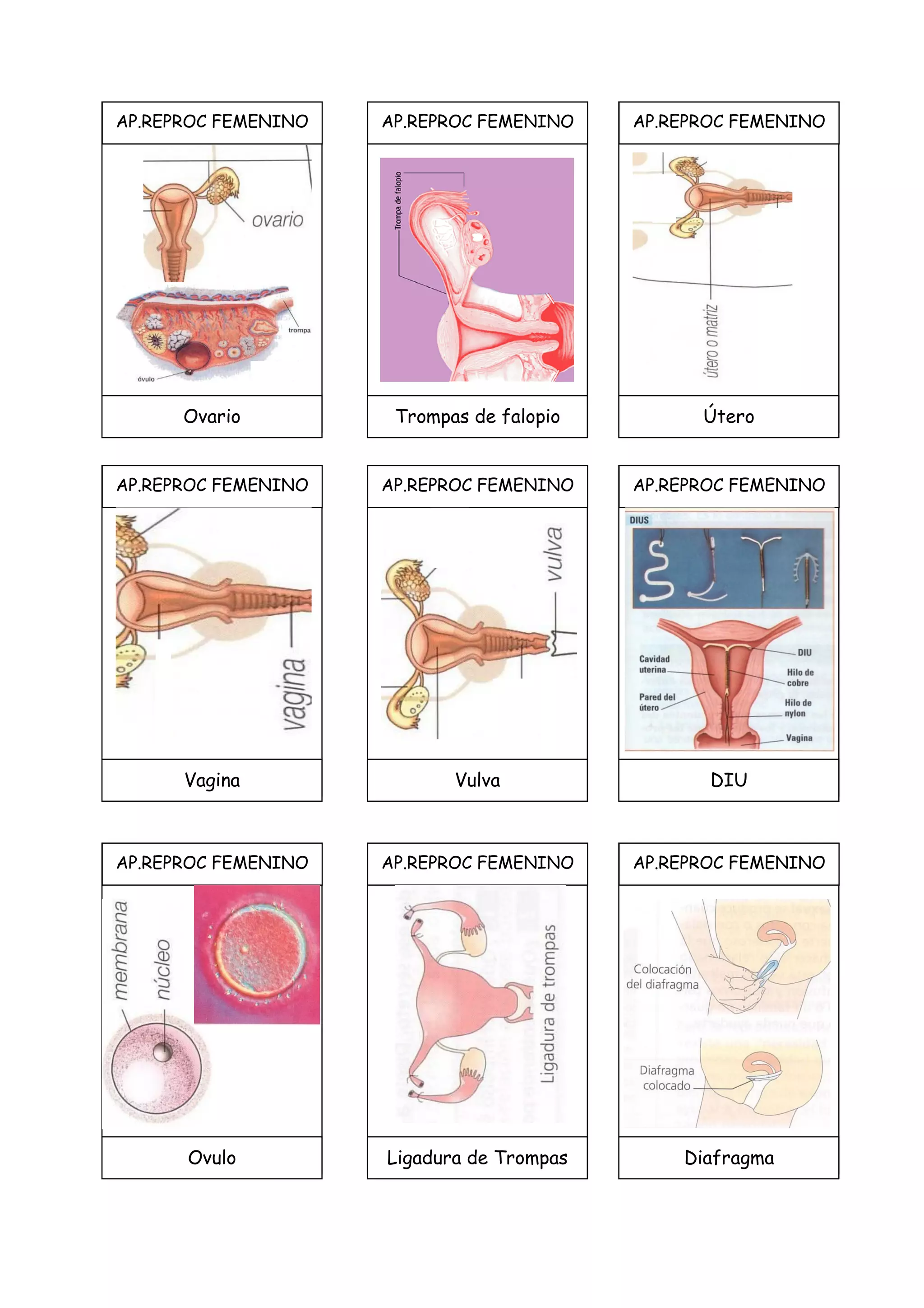 AP.REPROC FEMENINO
Ovario
AP.REPROC FEMENINO
Trompas de falopio
AP.REPROC FEMENINO
Útero
AP.REPROC FEMENINO
Vagina
AP.REPROC FEMENINO
Vulva
AP.REPROC FEMENINO
DIU
AP.REPROC FEMENINO
Ovulo
AP.REPROC FEMENINO
Ligadura de Trompas
AP.REPROC FEMENINO
Diafragma
 