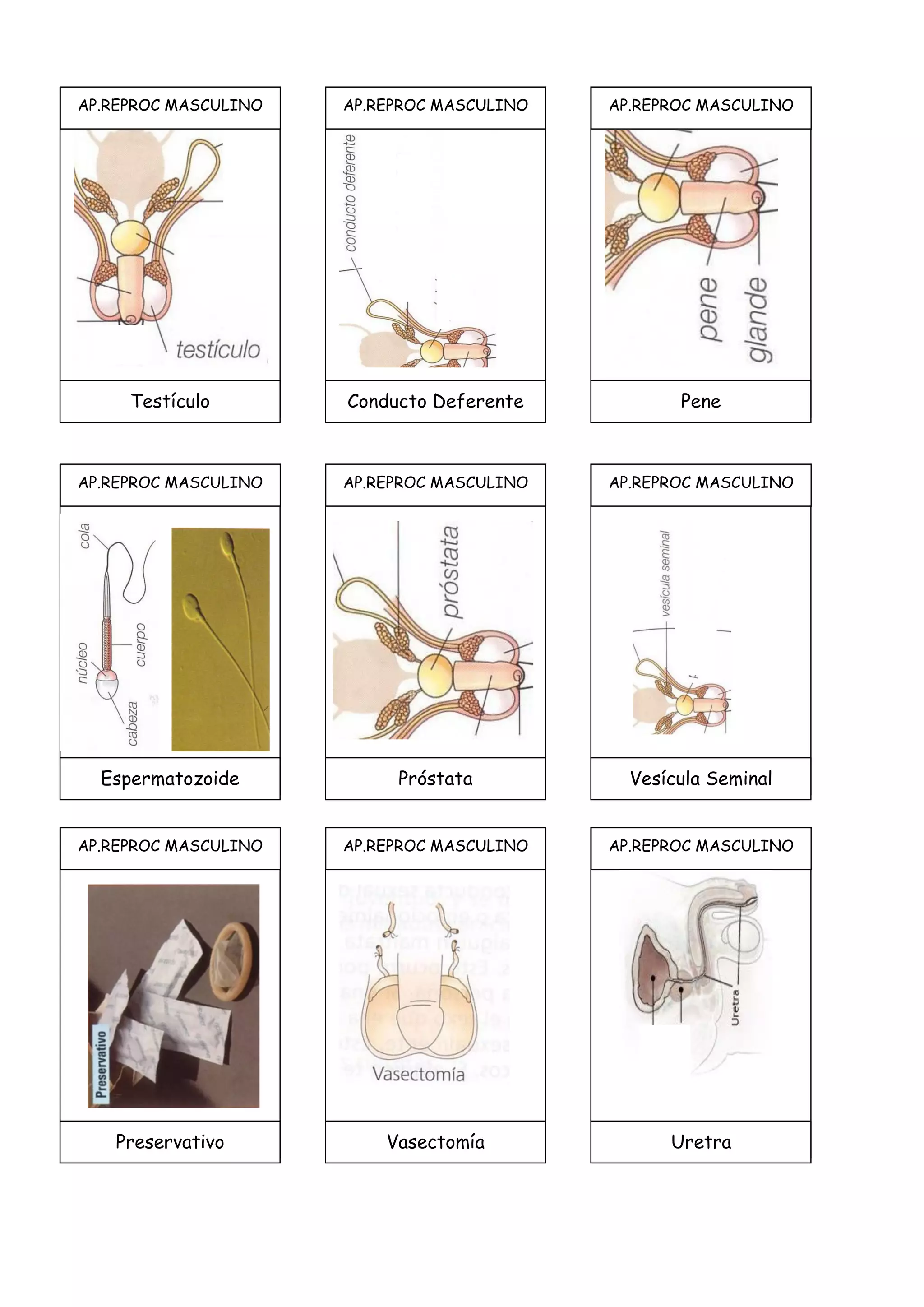AP.REPROC MASCULINO
Testículo
AP.REPROC MASCULINO
Conducto Deferente
AP.REPROC MASCULINO
Pene
AP.REPROC MASCULINO
Espermatozoide
AP.REPROC MASCULINO
Próstata
AP.REPROC MASCULINO
Vesícula Seminal
AP.REPROC MASCULINO
Preservativo
AP.REPROC MASCULINO
Vasectomía
AP.REPROC MASCULINO
Uretra
 