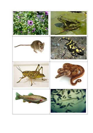 Juego de cartas redes tróficas