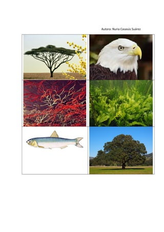 Autora: Nuria Casasús Suárez
 