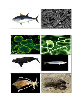 Juego de cartas redes tróficas