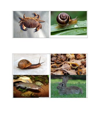 Juego de cartas redes tróficas