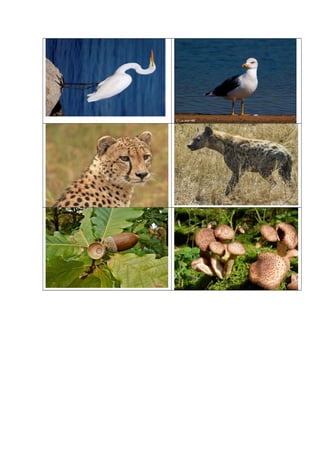 Juego de cartas redes tróficas