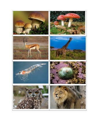 Juego de cartas redes tróficas