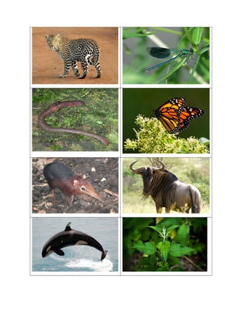 Juego de cartas redes tróficas