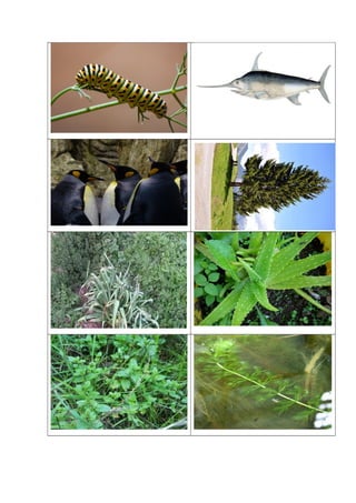 Juego de cartas redes tróficas