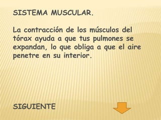 SISTEMA MUSCULAR.

La contracción de los músculos del
tórax ayuda a que tus pulmones se
expandan, lo que obliga a que el aire
penetre en su interior.




SIGUIENTE
 