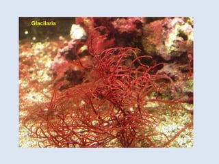 Glacilaria
 