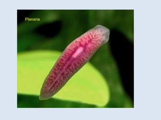 Planaria
 