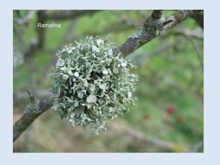 Ramalina
 