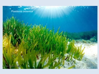 Posidonia oceanica
 