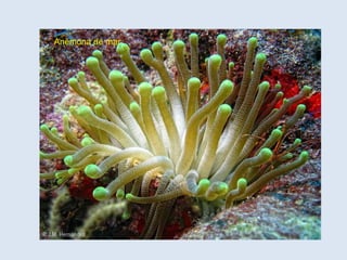 Anémona de mar
 