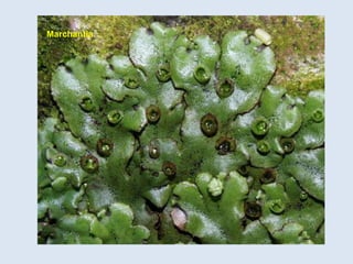 Marchantia
 
