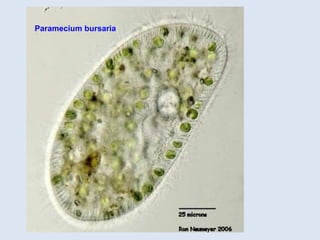 Paramecium bursaria
 