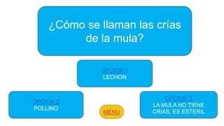 ¿Cómo se llaman las crías
de la mula?
OPCION 2
POLLINO
OPCION 1
LECHON
OPCION 3
LA MULA NO TIENE
CRIAS, ES ESTERIL
 
