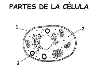 PARTES DE LA CÉLULA
 