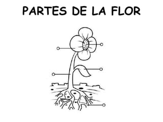 PARTES DE LA FLOR
 