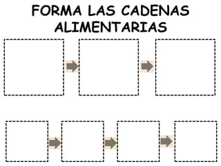 FORMA LAS CADENAS
  ALIMENTARIAS
 