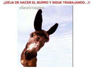 ¡¡DEJA DE HACER EL BURRO Y SIGUE TRABAJANDO…!!                                      