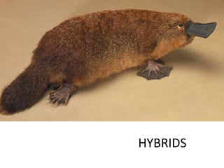 HYBRIDS
 