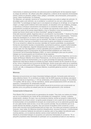 instrumenta un sistema que brinda una estructura para la clasificación de las especies según
su riesgo de extinción. Se utilizan para ellos categorías y criterios de las especies amenazadas:
extinto; extinto en silvestre; peligro crítico; peligro; vulnerable; casi amenazado; preocupación
menor; datos insuficientes; no evaluado.
"En Misiones, por ejemplo, tenemos el Tamanduá bandera que está en peligro de extinción. Si
de peligro pasa a ser extinción, es un problema. La extinción es una vez y para siempre",
marcó Eibl. "La estrategia es lograr que si una especie se extingue en el salvaje -en su lugar de
origen- y si algún jardín botánico tiene esta especie, se estudiará como se multiplica, propaga,
o reproduce e introduce nuevamente a la especie en su ambiente natural", explicó. "Hay
preocupación mundial por este tema, y es un trabajo que demanda mucho dinero. Pero hay
fondos por parte de los países desarrollados y hay un beneficio mutuo de contribución de
países que tienen dinero pero no tiene diversidad", agregó la ingeniera.
Ante este escenario global, Argentina esta en una situación muy favorable. Y desde la Facultad
de Ciencias Forestales de la UNAM los profesionales están muy bien posicionados. "Tenemos
todas las estrategias en un mismo sitio (biotecnología, banco de semillas, jardín botánico,
etcétera), y los recursos humanos que se necesitan. Nos falta un poquito de dinero para poner
esto en marcha y que sea un beneficio mutuo para la gente que trabaja en conservación".
"Si no se conserva y utilizan los recursos naturales de manera sustentable, se perpetuarán
formas de crecimiento injustas e insostenibles, aumentará la pobreza, surgirán enfermedades
nuevas o más peligrosas, seguirán desapareciendo especies y, en definitiva, tendremos un
mundo cada vez más degradado y menos saludable para la población", advirtió Eibl.
Las Estrategias para la Conservación de la Biodiversidad establecen por medio de la
Convención de la Diversidad Biológica (CBD), un marco estratégico para que los países
trabajen por la preocupación por la extinción de las especies.
Entre los "puntos calientes" marcados hoy a nivel mundial, se encuentra Argentina, con la eco-
región del Bosque Atlántico de la Selva Paranaense, uno de los pocos reductos mundiales en
condiciones únicas de biodiversidad y con un gran porcentaje de especies endémicas. Su
distribución total abarca desde el nordeste de brasil, hasta el estado de Río Grande do Sul en
el Sur, entra a Argentina por la provincia de Misiones, donde ocupa gran parte de su superficie,
e incluye una buena parte del Paraguay oriental. "En esta región existen especies únicas en el
mundo, por ello, si desaparece el Bosque Atlántico, la pérdida global es enorme", recordó la
especialista.

Misiones

Misiones es la provincia con mayor diversidad biológica del país, formando parte del bioma
selva atlántica interior. En su territorio se hallan más de 3000 especies de plantas vasculares
(29% del total de la Argentina) y 1.125 de vertebrados, 274 especies de peces, 67 de anfibios,
114 reptiles, 546 de aves y 124 de mamíferos, siendo aproximadamente el 50% de todas las
especies y subespecies de vertebrados de país.
Esta biodiversidad representa el mayor capital natural de la provincia cuya conservación se
plantea como una política de estado para uso de nuestra generación y las venideras.

Conservación & Desarrollo

Para Beatriz Eibl, la conservación es generadora de empleo. "Hay toda una cadena de trabajo
que se va consolidando por medio de las actividades de investigación, manejo, cuidados,
preservación, etcétera. Es decir, hay una tendencia distinta, donde se empezó a relacionar la
conservación con el bien común. La gente puede empezar a vivir a partir de la conservación de
la biodiversidad, en la actualidad el concepto de conservación ya no es solamente guardar algo
en una cajita donde nada se toca, no es más a puerta cerrada. Hoy se entiende que no se
puede disociar las plantas y la gente. Hay que buscar el equilibrio entre conservar y como
poner esos recursos de la biodiversidad para el mejor uso. Uno tiene que empezar a pensar en
conjunto, crear redes. En Misiones tenemos infraestructura, recursos humanos, y biodiversidad.
Todavía no estamos hablando de extinción en plantas, pero si hay peligro de extinción para
muchas plantas, y si no estamos atentos vamos a tener extinción de plantas".
Desde la universidad trabajan en proyectos con personas interesadas en conservar. "Si un
pequeño propietario esta interesado en participar con su propiedad privada en una reserva,
 