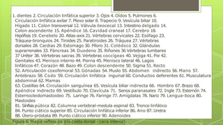 🞇 1. dientes 2. Circulación linfática superior 3. Ojos 4. Oídos 5. Pulmones 6.
Circulación linfática axilar 7. Plexo solar 8. Trapecio 9. Vesícula biliar 10.
Hígado 11. Colon transversal 12. Válvula ileocecal 13. Intestino delgado 14.
Colon ascendente 15. Apéndice 16. Cavidad craneal 17. Cerebro 18.
Hipófisis 19. Cerebelo 20. Atlas-axis 21. Vértebras cervicales 22. Esófago 23.
Tráquea-bronquios 24. Tiroides 25. Paratiroides 26. Tráquea 27. Vértebras
dorsales 28. Cardias 29. Estomago 30. Píloro 31. Colédoco 32. Glándulas
suprarrenales 33. Páncreas 34. Duodeno 35. Riñones 36 Vértebras lumbares
37 Uréter 38. Vértebras sacras 39. Vértebras coccígeas 40. Vejiga 41. Pie 42.
Genitales 43. Menisco interno 44. Pierna 45. Menisco lateral 46. Lagos
linfáticos 47. Corazón 48. Bazo 49. Colon descendente 50. Sigma 51. Recto
52. Articulación coxofemoral 53. Gónadas 54. Muslo 55. Abdomen indirecto 56. Mano 57.
Antebrazo 58. Codo 59. Circulación linfática inguinal 60. Conductos deferentes 61. Musculatura
abdominal 62. Mamas
63. Costillas 64. Circulación sanguínea 65. Vesícula biliar indirecta 66. Hombro 67. Brazo 68.
Apéndice indirecto 69. Vestíbulo 70. Clavícula 71. Senos paranasales 72. Ingle 73. Esternón 74.
Esternocleidomastoideo 75. Laringe 76. Faringe 77. Amígdalas 78. Nariz 79. Lengua-boca 80.
Mastoides
81. Sínfisis púbica 82. Columna vertebral-medula espinal 83. Tronco linfático
84. Punto ciático superior 85. Circulación linfática inferior 86. Ano 87. Uretra
88. Útero-próstata 89. Punto ciático inferior 90. Adenoides
🞇 Figura 6. Mapa reflejo de pie (vista dorsal - cara interna).
 