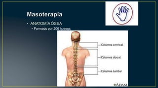 • ANATOMÍA ÓSEA
• Formado por 206 huesos
 