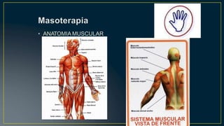 • ANATOMIA MUSCULAR
 