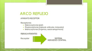 ARCO REFLEJO
APARATO RECEPTOR
Receptores
 Exteroceptores (piel)
 Propioceptores (cápsula articular, músculos)
 Interoceptores (órganos, vasossanguíneos).
FIBRASAFERENTES
Receptor SISTEMA
NERVIOSO CENTRAL
 