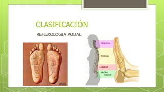 REFLEXOLOGIA PODAL
CLASIFICACIÓN
 