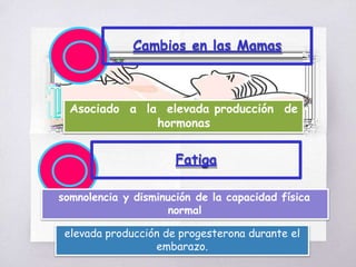 Cambios en las Mamas
Asociado a la elevada producción de
hormonas
Fatiga
somnolencia y disminución de la capacidad física
normal
elevada producción de progesterona durante el
embarazo.
 