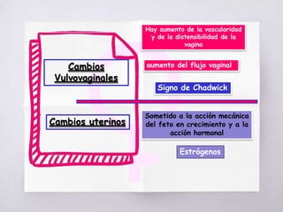 Cambios
Vulvovaginales
Cambios uterinos
Hay aumento de la vascularidad
y de la distensibilidad de la
vagina
aumento del flujo vaginal
Signo de Chadwick
Sometido a la acción mecánica
del feto en crecimiento y a la
acción hormonal
Estrógenos
 