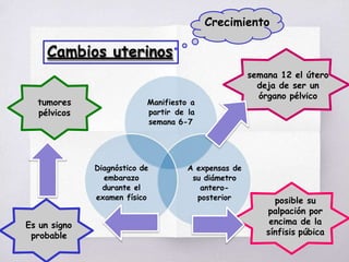 Cambios uterinos
Crecimiento
Manifiesto a
partir de la
semana 6-7
A expensas de
su diámetro
antero-
posterior
Diagnóstico de
embarazo
durante el
examen físico
semana 12 el útero
deja de ser un
órgano pélvico
posible su
palpación por
encima de la
sínfisis púbica
Es un signo
probable
tumores
pélvicos
 