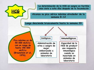HCG
La determinación de la HCG en sangre es factible
unos siete a ocho días después de la fecundación
Alcanza su pico sérico máximo alrededor de la
semana 8-12
Luego desciende bruscamente hasta la semana 20
Pico máximo es de
50 000 mUI/cc
con un rango de
hasta 150 000
mUI/cc
(Braunstein et al,
1976).
biológicos inmunológicos
Administración de
orina o sangre de
mujer
embarazada a
animales de
laboratorio
Capacidad de la
HCG de producir
una respuesta
inmunológica
cuando es
inyectada en
animales de
laboratorio
 