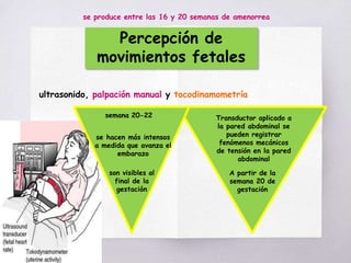 Percepción de
movimientos fetales
se produce entre las 16 y 20 semanas de amenorrea
ultrasonido, palpación manual y tocodinamometría
semana 20-22
se hacen más intensos
a medida que avanza el
embarazo
son visibles al
final de la
gestación
Transductor aplicado a
la pared abdominal se
pueden registrar
fenómenos mecánicos
de tensión en la pared
abdominal
A partir de la
semana 20 de
gestación
 