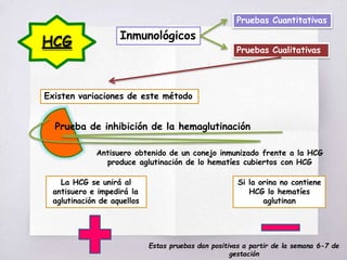 HCG Inmunológicos
Pruebas Cualitativas
Pruebas Cuantitativas
Existen variaciones de este método
Prueba de inhibición de la hemaglutinación
Antisuero obtenido de un conejo inmunizado frente a la HCG
produce aglutinación de lo hematíes cubiertos con HCG
La HCG se unirá al
antisuero e impedirá la
aglutinación de aquellos
Si la orina no contiene
HCG lo hematíes
aglutinan
Estas pruebas dan positivas a partir de la semana 6-7 de
gestación
 