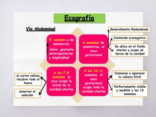 Ecografía
5' semana a de
amenorrea
útero gestante
anteroposterior
y longitudinal
6 semanas de
amenorrea. el
saco
gestacional
A las 7-8
semanas el
saco ocupa la
mitad de la
cavidad uterina
A las 10-11
semanas el
saco
gestacional
ocupa toda la
cavidad uterina
Vía Abdominal Generalmente Redondeado
Contenido econegativo
Se ubica en el fondo
uterino y ocupa un
tercio de la cavidad
el corion velloso
recubre todo el
huevo
observar el
embrión
Comienza a aparecer
la cabeza fetal
Perfectamente visible
y medible a las 13
semanas
 