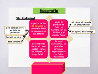 20 semanas la
anatomía fetal
se reconoce en
sus detalles
según la
posición del
feto es
factible ver las
órbitas y el
macizo facial
Descendiendo
hacia el polo
caudal, vemos
los riñones, la
vejiga fetal
la edad
gestacional, los
genitales
externos,
especialmente
en fetos
masculinos
Ecografía
Vía Abdominal
A partir de las
polo cefálico se ve
en todo su
perímetro
hoz del cerebro
tallo cerebral
el tórax, el corazón,
el área pulmonar
el hígado, el estómago
 