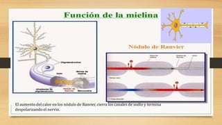El aumento del calor en los nódulo de Ranvier, cierra los canales de sodio y termina
despolarizando el nervio.
 